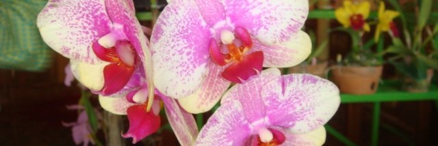 Mayte Navarro banner