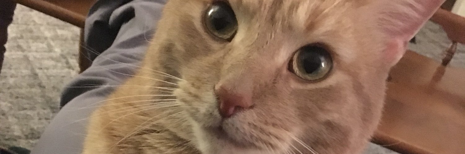 HaleyLaw14's profile banner image
