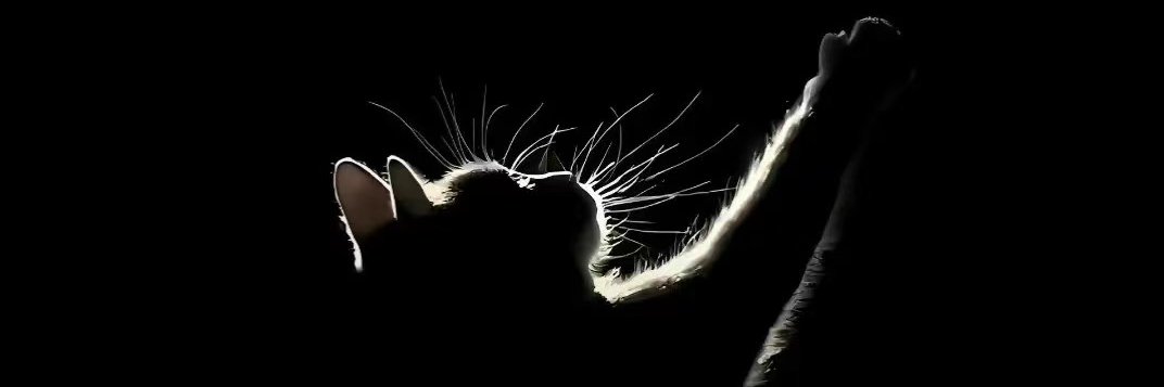 👓头号玩家丨李昂🥕 banner