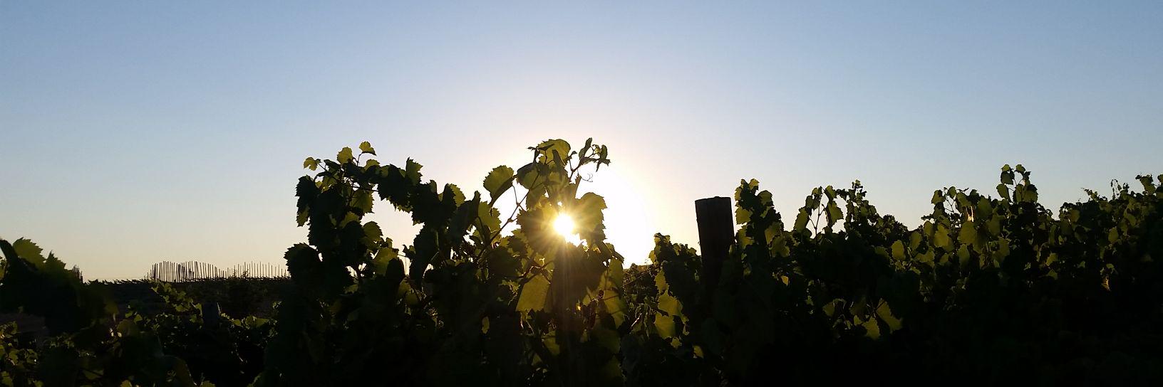 Two Mountain Winery banner