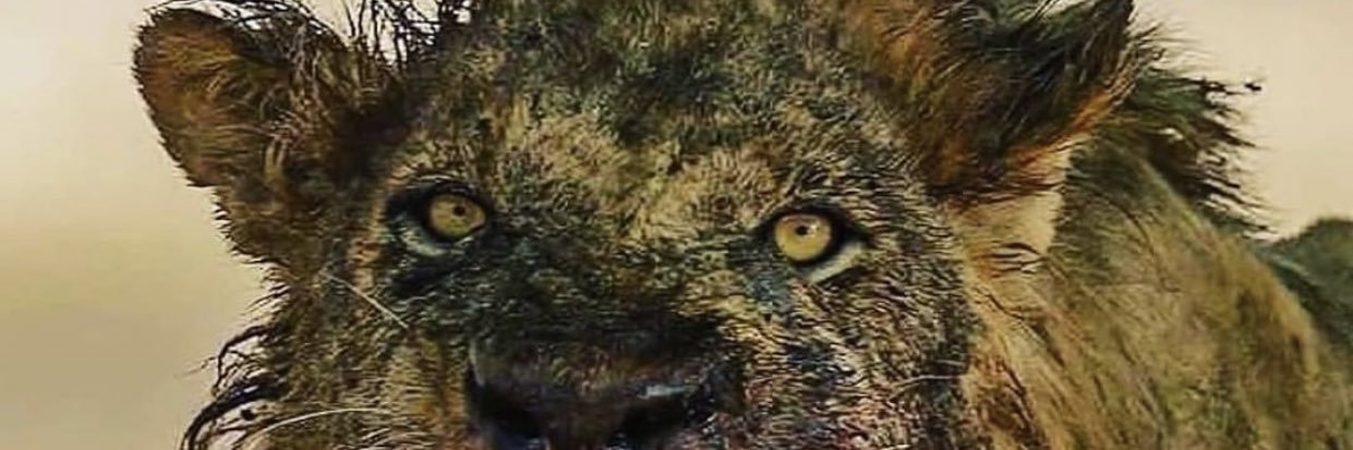 CAC7893's profile banner image