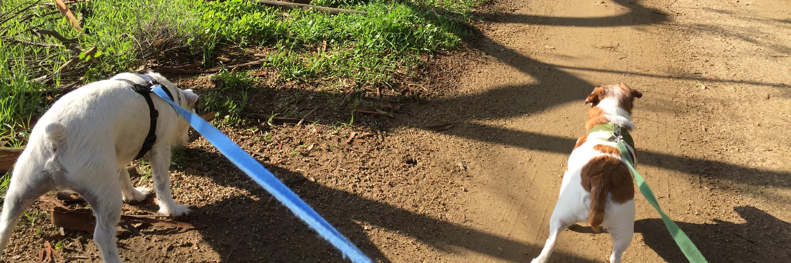 mollylewerke's profile banner image