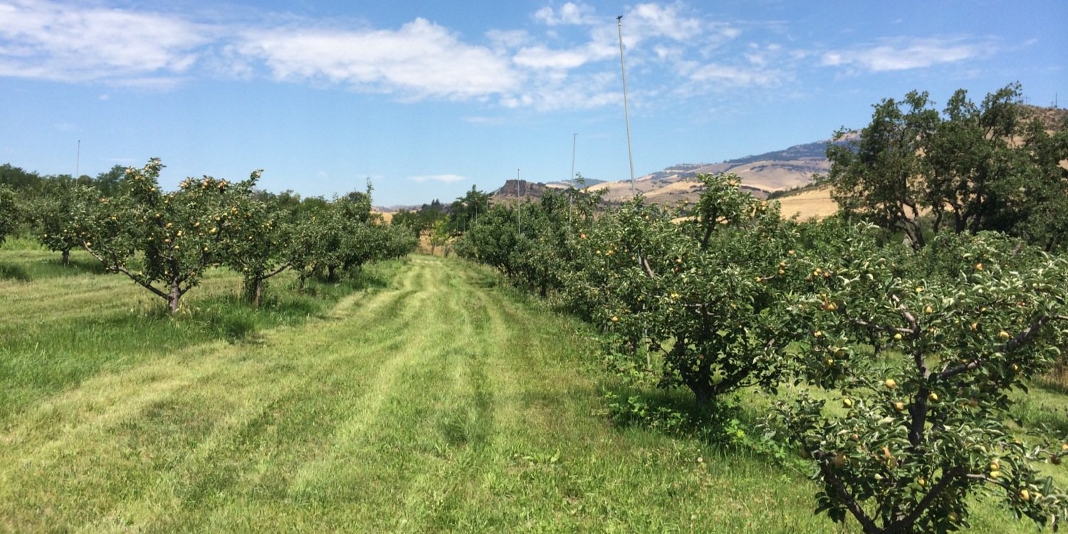 Wandering Aengus banner