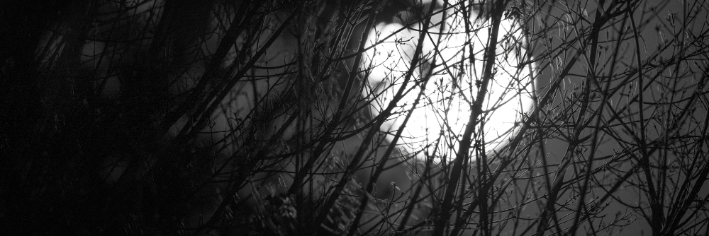ecopiantina's profile banner image