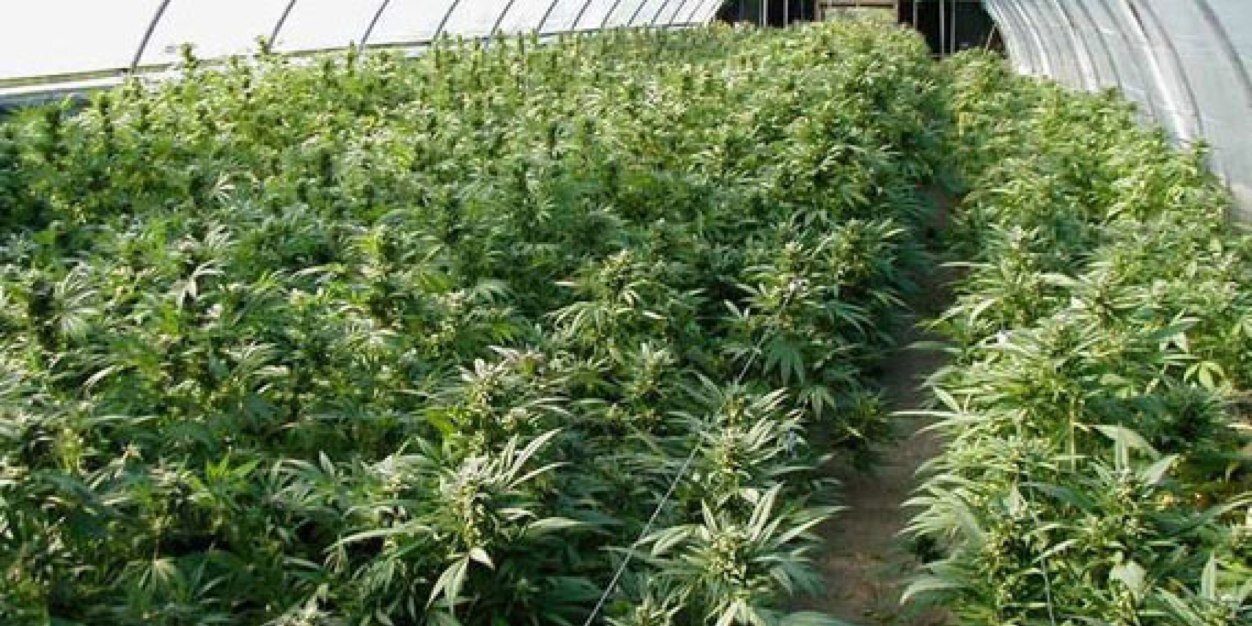 MedMarijuana's profile banner image