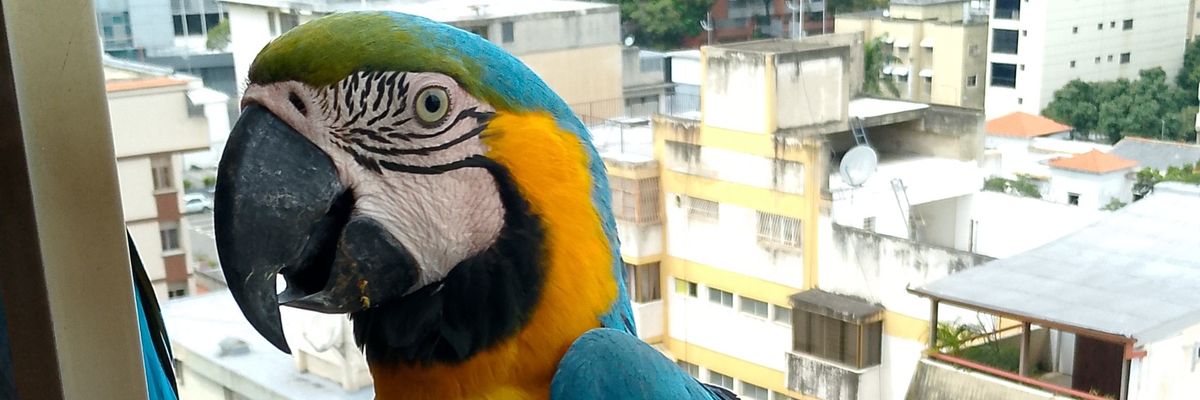 nelsonroque69's profile banner image