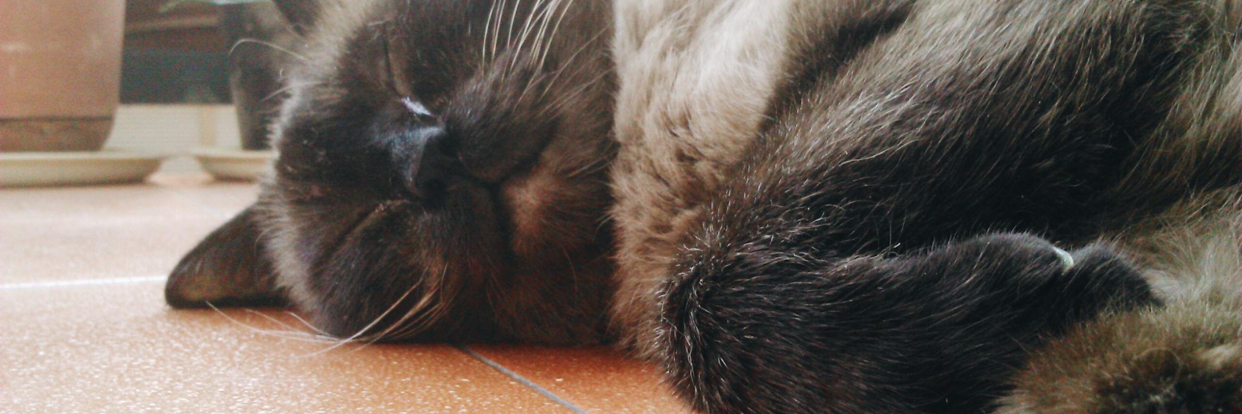 EdilmaPorcar's profile banner image
