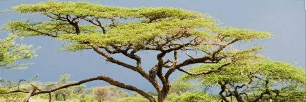 barasanasongo's profile banner image