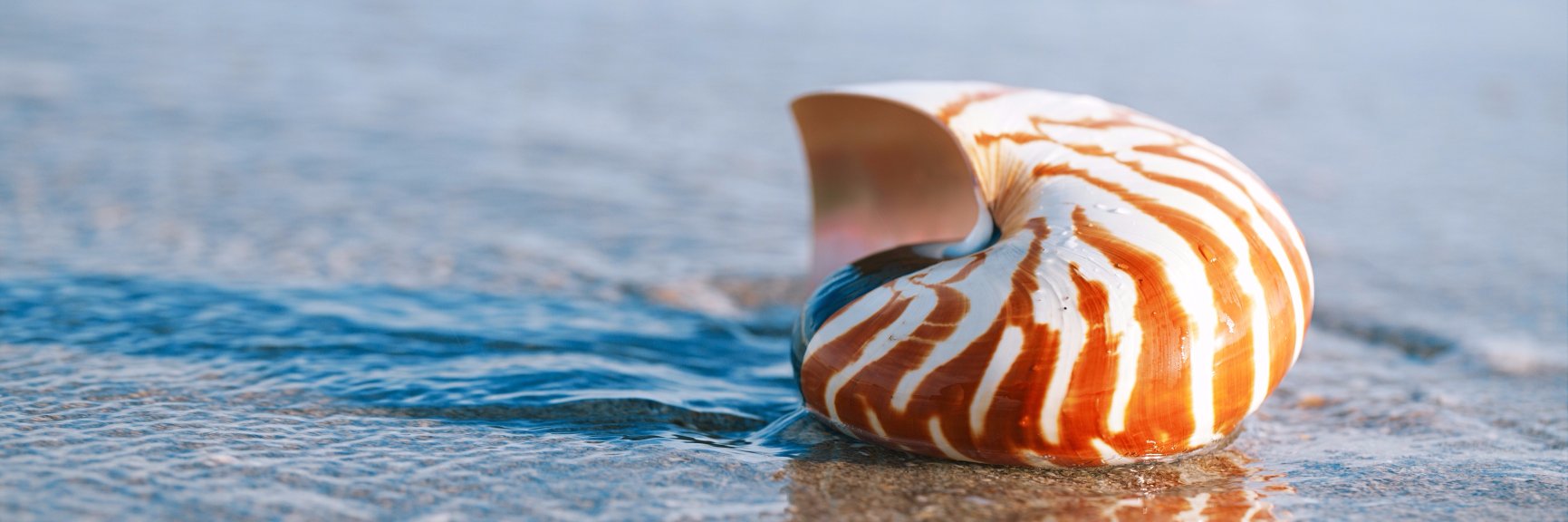 CruiseFunatic's profile banner image