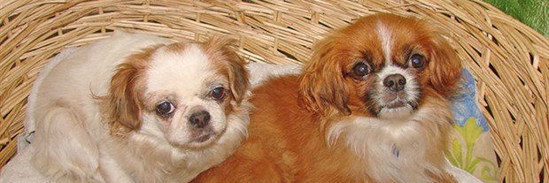 minikyumos's profile banner image