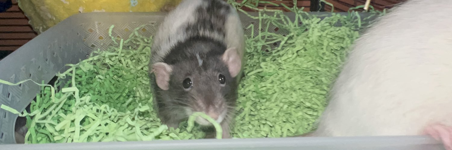 beebobbo's profile banner image