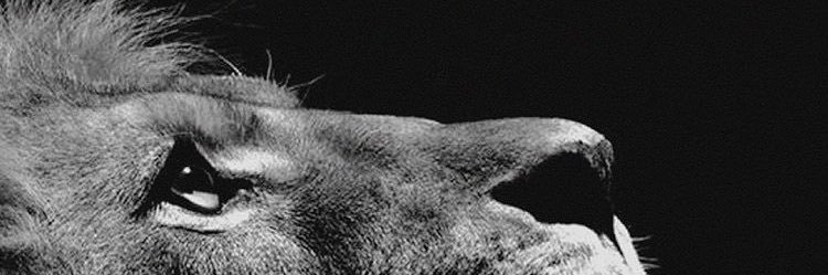 WBrennen's profile banner image
