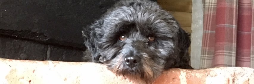 AndyMaysuk's profile banner image