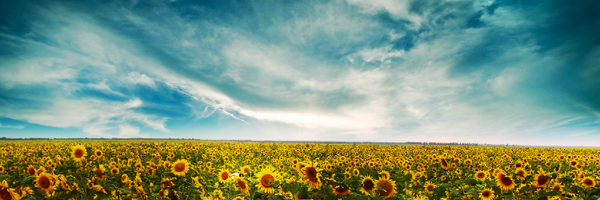 HalvorDahl Profile Banner