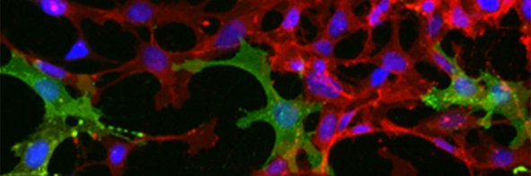 neuronlab's profile banner image