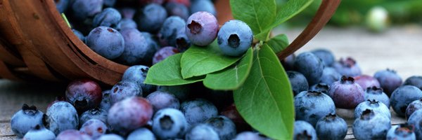 KyaniTeamWA Profile Banner