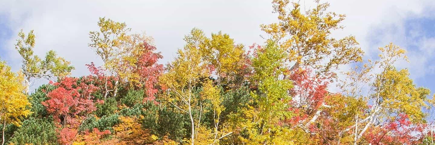 SemiramiTe's profile banner image