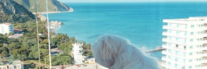 Angelicayanet_'s profile banner image