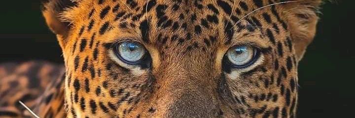 WilliamFelsen's profile banner image