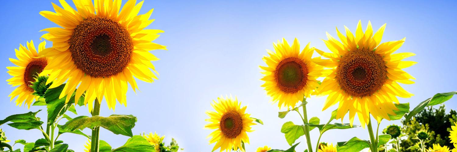 LisaHuynh2's profile banner image