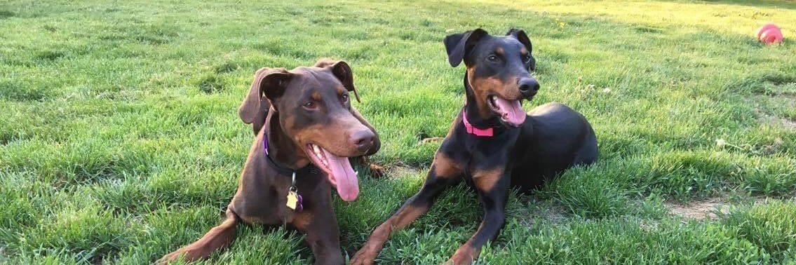 2Dobermans4Me's profile banner image