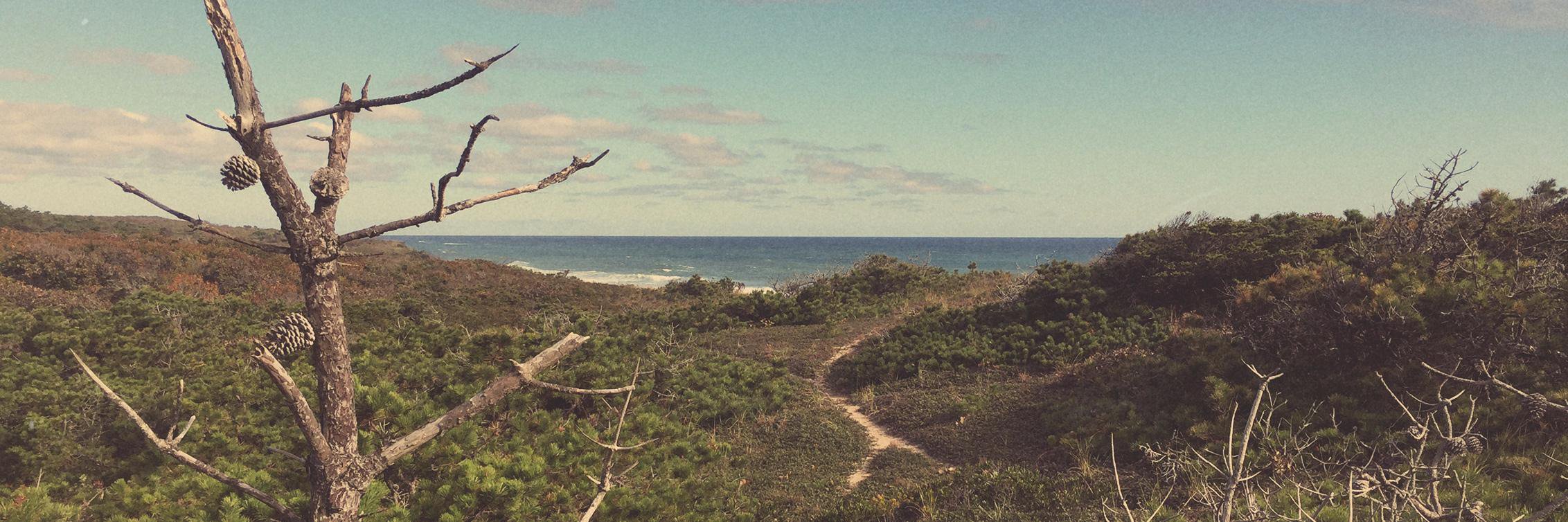 sunbirdcapecod's profile banner image