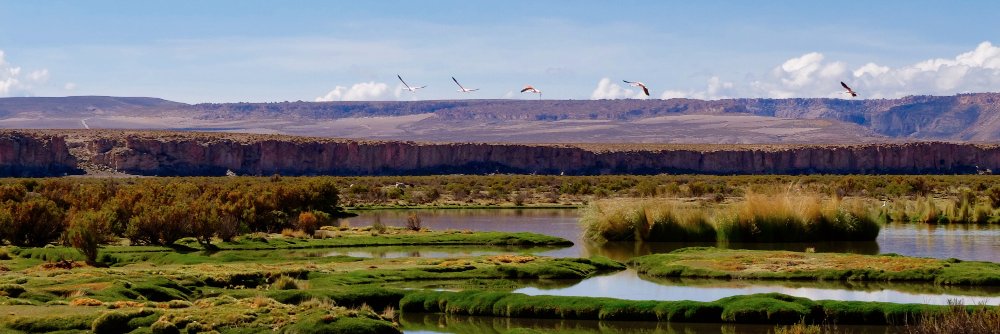 Marcus Michelangeli banner