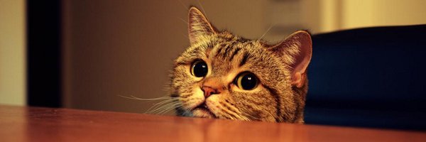 bumpyurushi Profile Banner