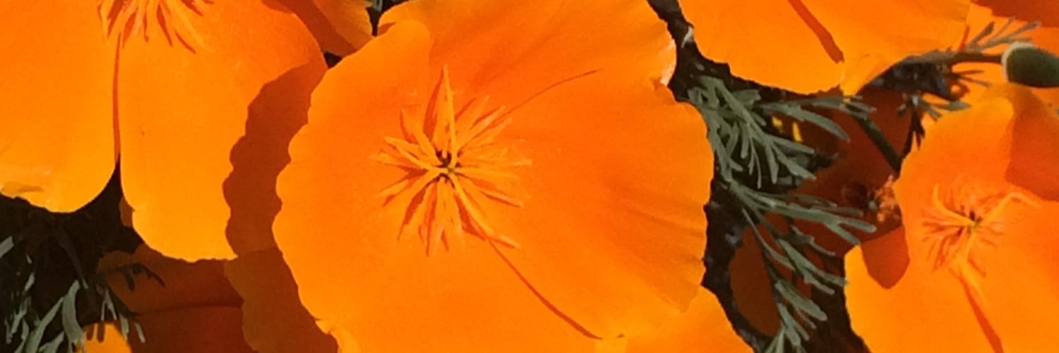 CarrieMelrose's profile banner image