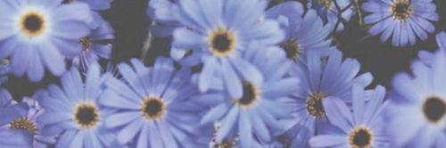 _G0ldnn's profile banner image