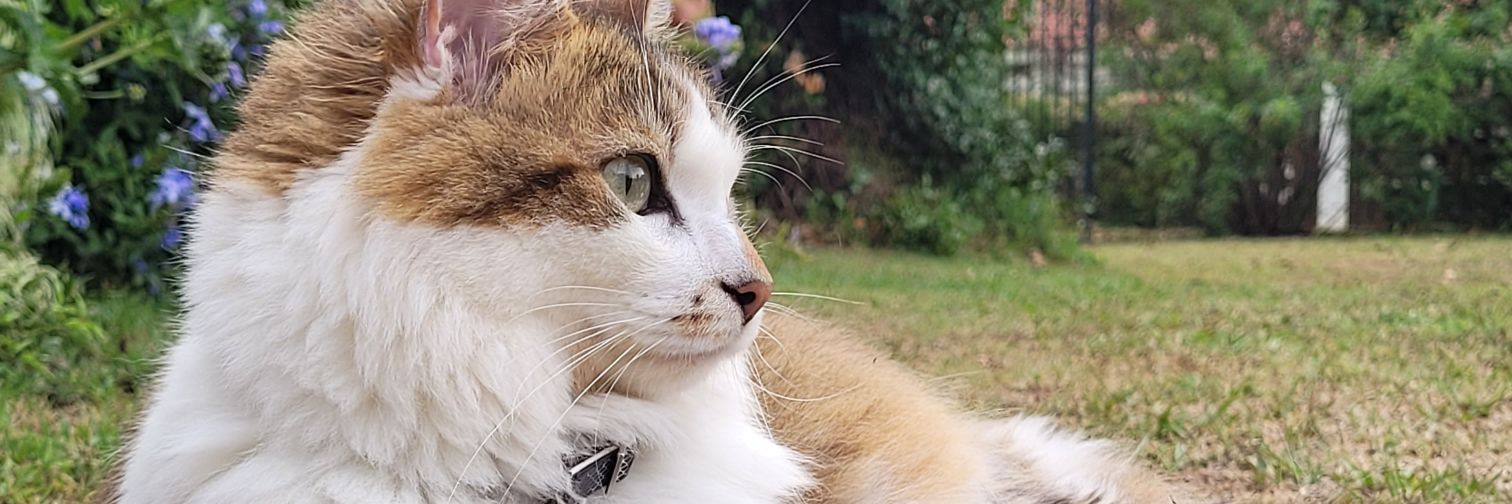 LuiTommasini's profile banner image