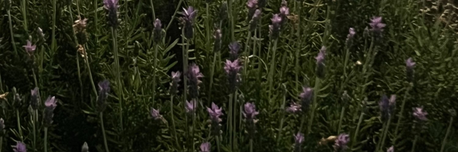paulalaeri's profile banner image