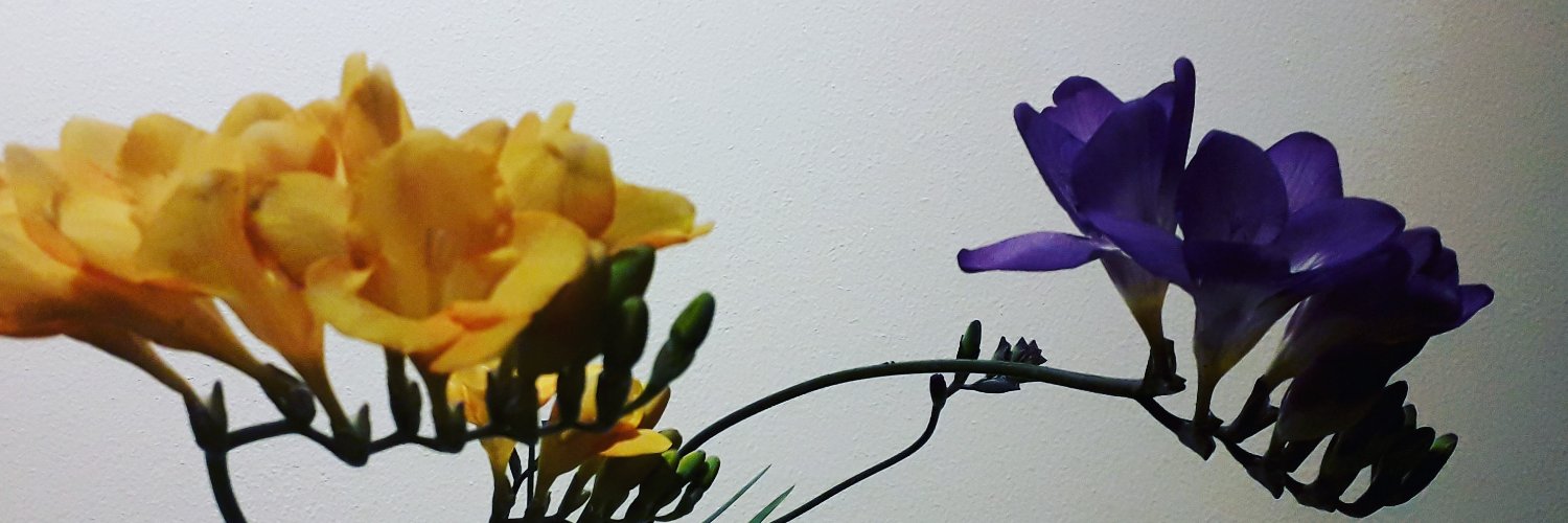 maribelmcss's profile banner image
