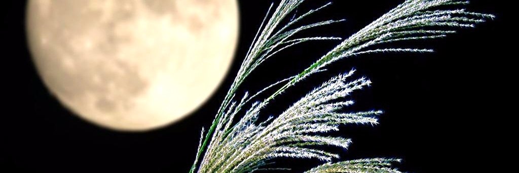 higashi_no's profile banner image