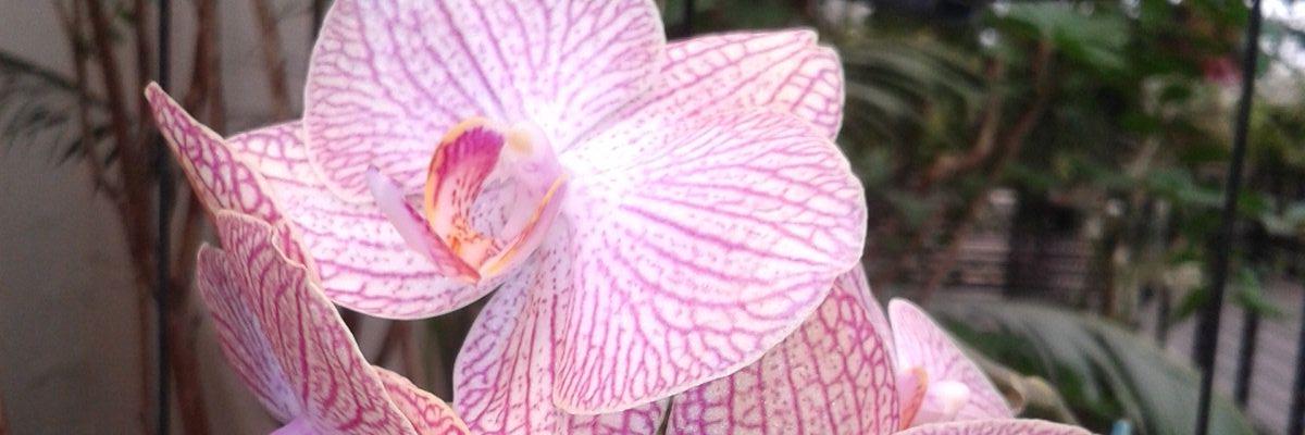 FerCahuantzi's profile banner image