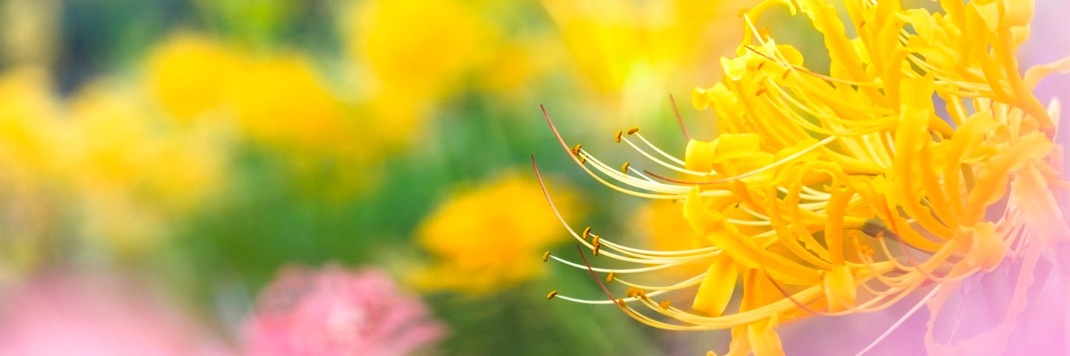 mhirota's profile banner image