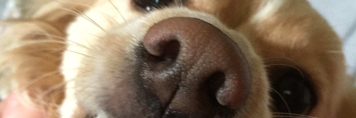 DavidScottCartl's profile banner image