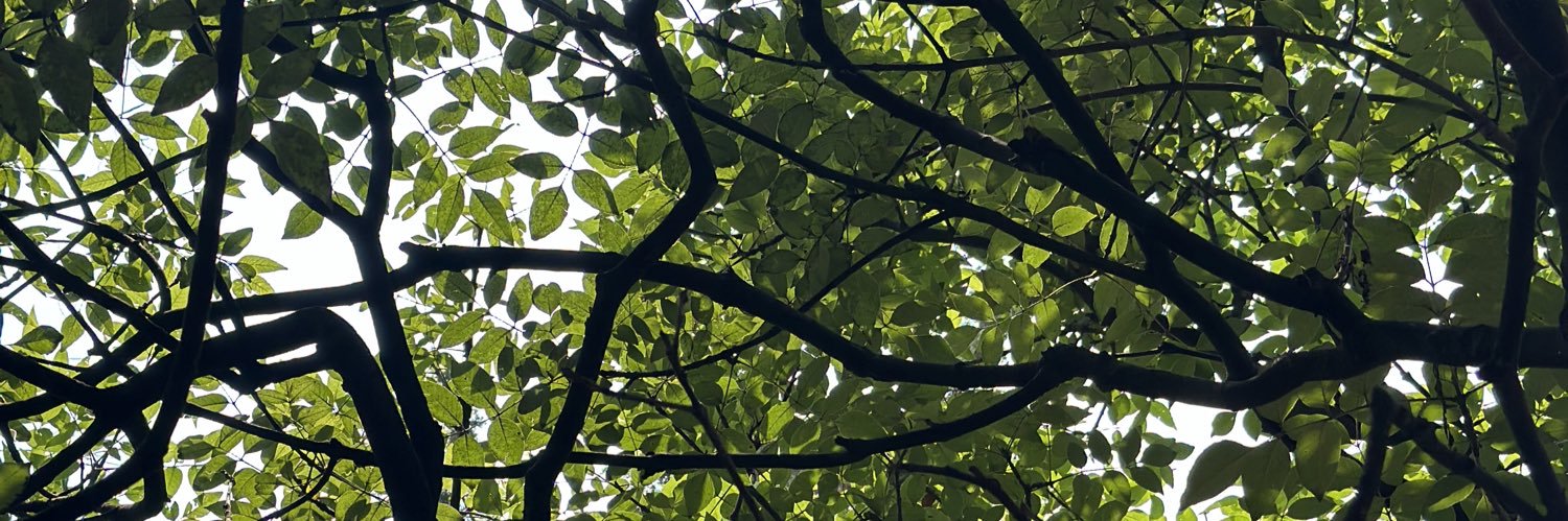 fernandabaug's profile banner image