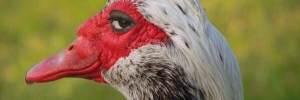 halemur Profile Banner