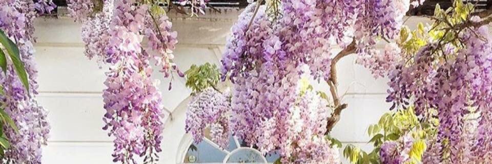 Angie Teran banner