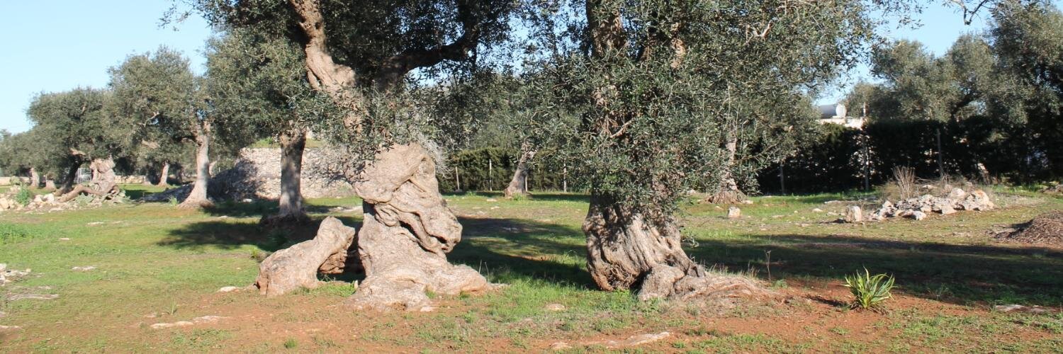 mila_cotogna's profile banner image