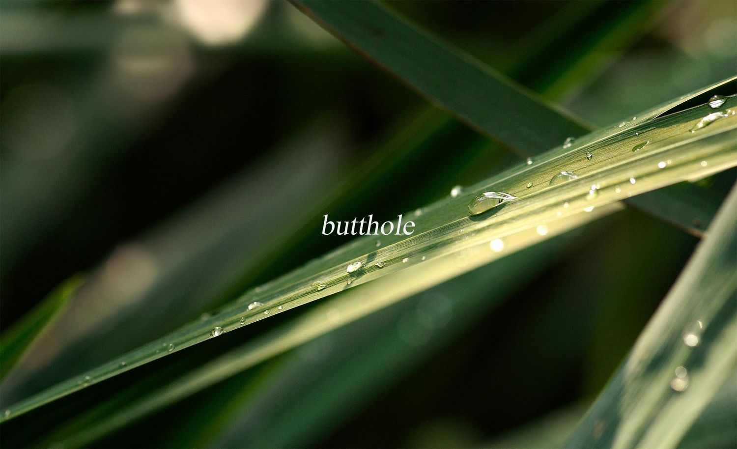 G. del Palacio banner