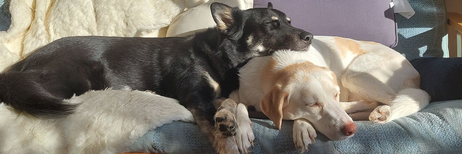 Rachel 🐟❤️🇺🇦🌻 Slava Ukraini banner