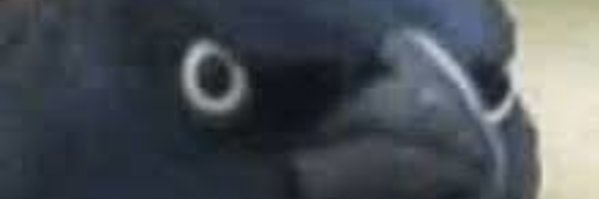 Colbydmorrison's profile banner image