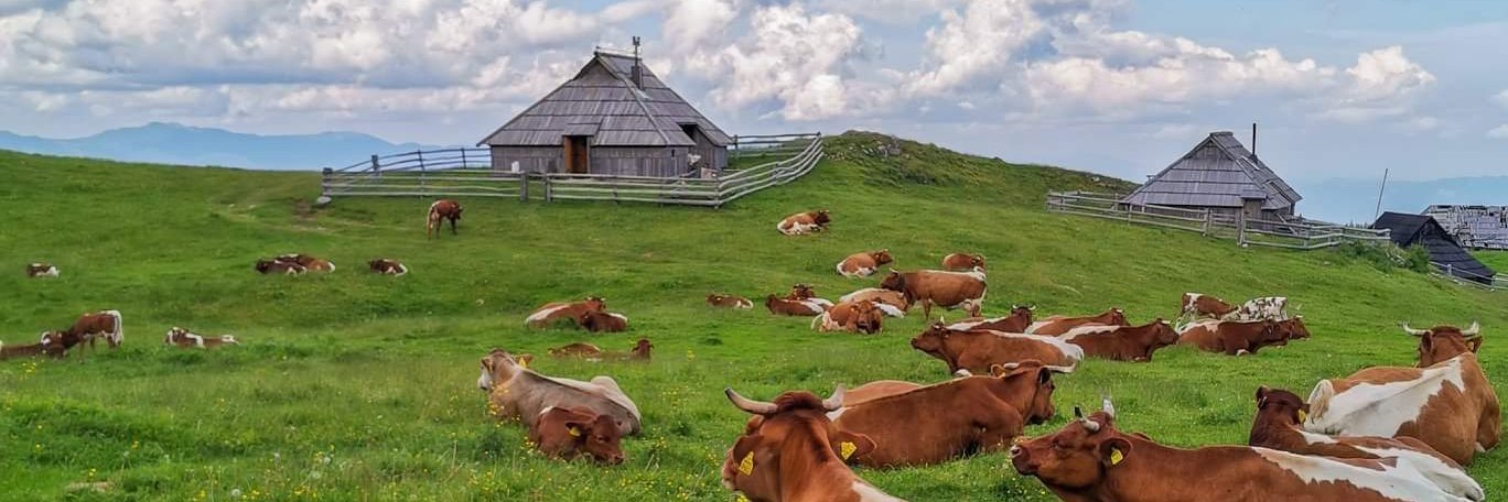 Mthokozisi Fati Sibanyoni banner