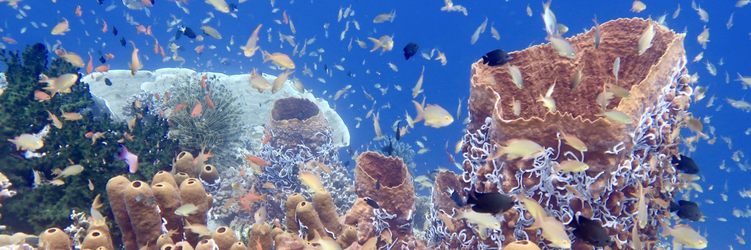 Bruno de Giusti banner