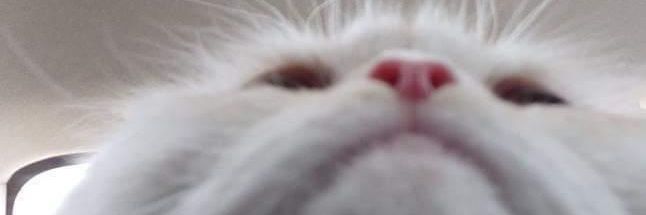 flopper727's profile banner image