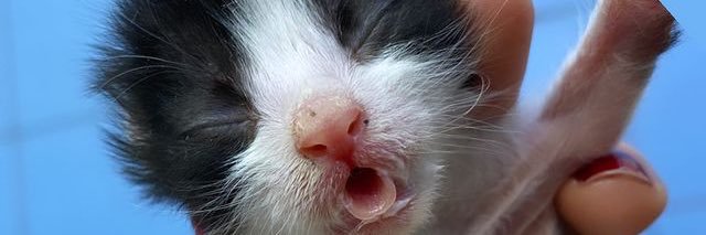 karakoc_ozlem's profile banner image