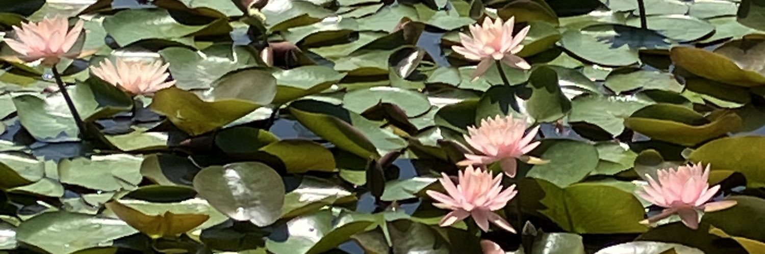 harumi896's profile banner image