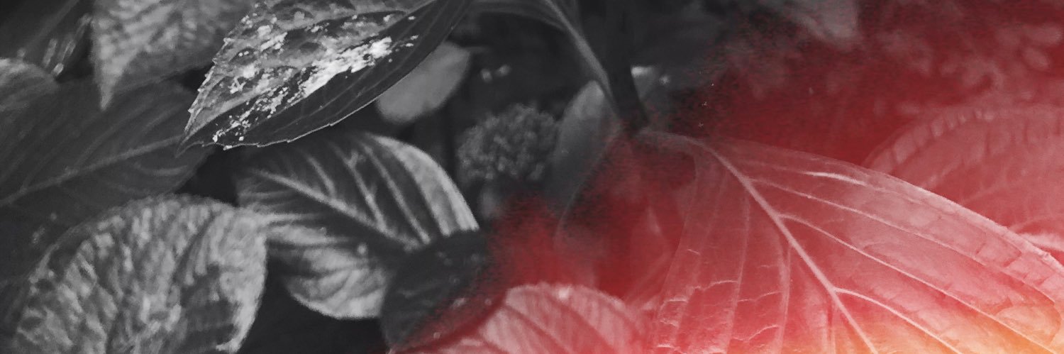 sheljustdoes's profile banner image